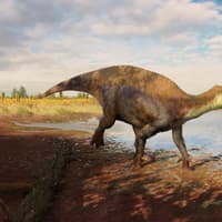 New UK dinosaur discovered using Natural History Museum’s fossil collections named after devoted dad and husband from Surrey