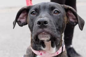 Athena came into rescue as part of a litter of 12 puppies who were a welfare case. She is one of the last two puppies to find a home. Athena has been described as affectionate, dog-friendly and fun. She likes to give gentle kisses and takes treats very gently.