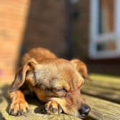 Is your dog down in the dumps? Animal News Agency