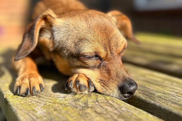 Is your dog down in the dumps? Animal News Agency