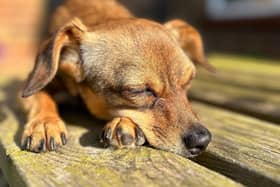 Is your dog down in the dumps? Animal News Agency