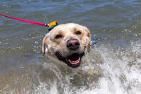 As an amber alert is issued across the UK, vets have issued urgent heatstroke advice for pet owners. (Photo by Buddhika Weerasinghe/Getty Images)