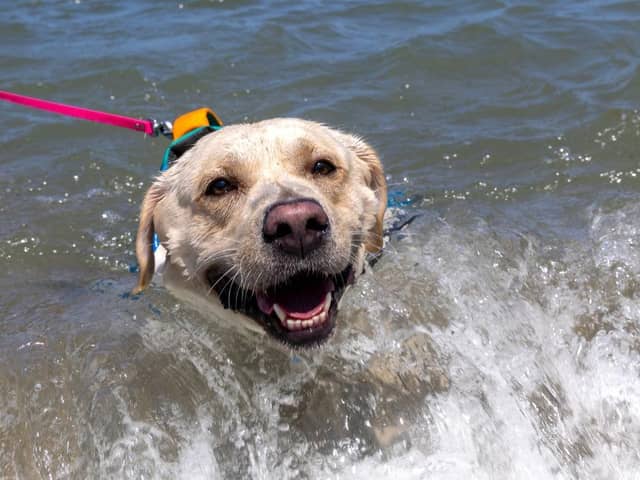 As an amber alert is issued across the UK, vets have issued urgent heatstroke advice for pet owners. (Photo by Buddhika Weerasinghe/Getty Images)