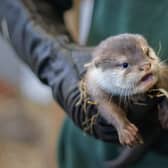 Female Otter Pup. Picture: submitted