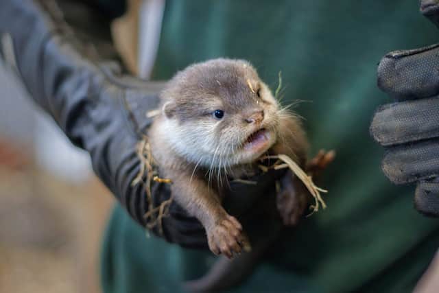 Female Otter Pup. Picture: submitted