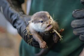 Female Otter Pup. Picture: submitted
