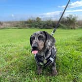 Dougie is now fully recovered following treatment at NDSR.