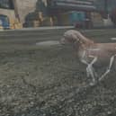 Photographs of dogs could soon be used to help generate 3D models more accurately than ever before – thanks to an award-winning study from the University of Surrey and the famous video game, Grand Theft Auto. All images were produced by Moira Shooter of the University of Surrey, using the engine of GTA 5 (Rockstar Games)