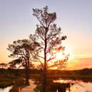 The winner of the 2025 competition will follow in the footsteps of last year’s victor, the Thursley Common boardwalk in Surrey.