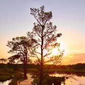 The winner of the 2025 competition will follow in the footsteps of last year’s victor, the Thursley Common boardwalk in Surrey.
