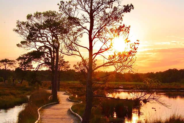 The winner of the 2025 competition will follow in the footsteps of last year’s victor, the Thursley Common boardwalk in Surrey.