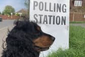 Dogs at polling stations local elections 2023 (image: Chris Caulfield)
