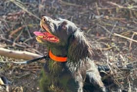 Young cocker spaniel Nettle on her shift. Pictures contributed