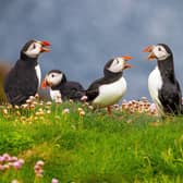 A new survey has revealed 50 per cent of people in the South East are unsure where to spot different animals.