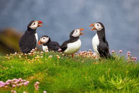 A new survey has revealed 50 per cent of people in the South East are unsure where to spot different animals.