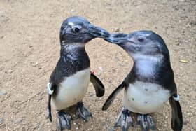 Penguin and Squid at Bird World in Farnham. Picture: submitted