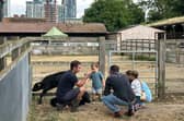 Surrey Docks Farm is celebrating its Golden Jubilee year. Pictures contributed