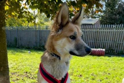 Red can be nervous of new people and needs a quiet home with owners who can help her come out of her shell in her own time. She will need help adjusting to the home environment and building up her confidence. This will take time, so adopters need to have time and have flexibility. Once she is comfortable, she becomes very playful. She will need access to her own private secure garden with 6ft fencing for housetraining and off lead play. Red could live with older secondary school age children that are used to dogs.