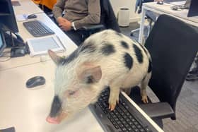 Kew Little Pigs' show pigs love to visit all kinds of environments - Animal News Agency