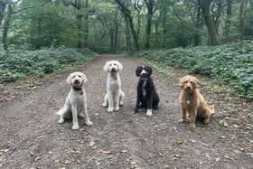 Four dogs in Banstead wood, ahead of the licensing scheme to be introduced. (Credit: Dog walker Emma)