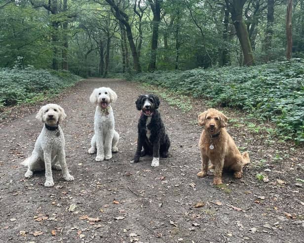 Four dogs in Banstead wood, ahead of the licensing scheme to be introduced. (Credit: Dog walker Emma)