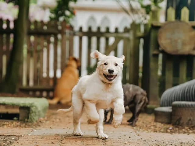 Dog Running In A Pen. (Credit: Duncan'S Doggy Day Care Centre)