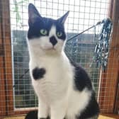 Cats Protection East Surrey, Caterham & Redhill. Bobby.