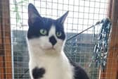Cats Protection East Surrey, Caterham & Redhill. Bobby.