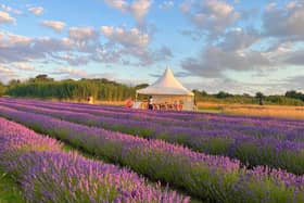 Golden hour at The Secret Lavender Garden
