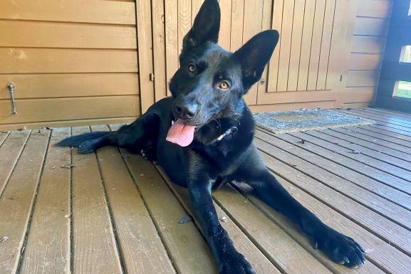 The RSPCA has described Jaxon as 'an absolute love-bug' who adores affection from just about anyone - he loves nothing more than to be pampered whilst he lays on his back having belly rubs. He is looking for an owner who has experience with his breed, as he has typical traits of a German Shepherd, such as being vocal towards dogs on lead. Jaxon needs to be the only pet in the household. He could live with kids of secondary school age and would like a household with more than one adult so he is not left alone often. Potential adopters will need to visit him at the centre to build a bond before taking him home.