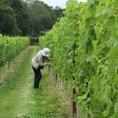 Tanhurst Estate vineyard in Abinger (image Holly Knight)