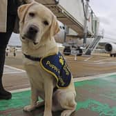 London Gatwick welcomed some special visitors last week, as four puppies from Guide Dogs UK arrived at the airport for a training experience. Picture: Guide Dogs UK