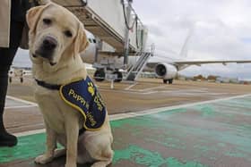 London Gatwick welcomed some special visitors last week, as four puppies from Guide Dogs UK arrived at the airport for a training experience. Picture: Guide Dogs UK