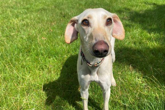 Faith is a 'super-snuggly' girl and adores fuss and attention, especially from her favourite humans. She has likely never lived in a home, so she will need time to settle and adjust to family life. Her owners will need to be patient and support her in gaining confidence. She loves a run around, so would love to have another dog to play with in her new home. Faith will need a large garden with 6ft fencing for her to safely play in.