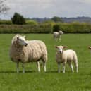 The NFU is calling for fair treatment of livestock farmers tackling bluetongue.