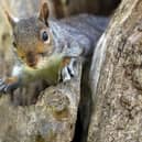 A train to London Gatwick was cancelled after two squirrels ran onboard and caused ‘pandemonium’. Picture by Matt Cardy/Getty Images
