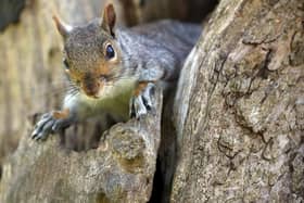 A train to London Gatwick was cancelled after two squirrels ran onboard and caused ‘pandemonium’. Picture by Matt Cardy/Getty Images