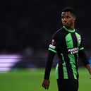 Barcelona loanee Ansu Fati has scored four goals in 17 Brighton appearances – netting in both 2-0 victories against European giants Ajax. (Photo by Dean Mouhtaropoulos/Getty Images)