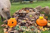 Graham and pups with pumpkins
