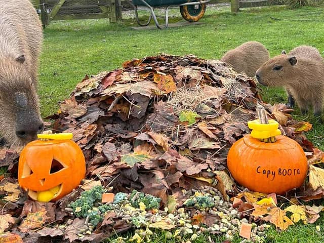 Graham and pups with pumpkins