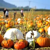 Pumpkin patches in Sussex and Surrey are among England’s most picturesque, according to new data. Picture by Steve Robards