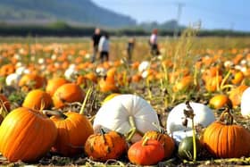 Pumpkin patches in Sussex and Surrey are among England’s most picturesque, according to new data. Picture by Steve Robards