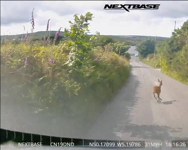 Animal on the road caught on Nextbase Dash Cam