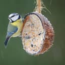 Birds benefit hugely from garden feeders in the winter
