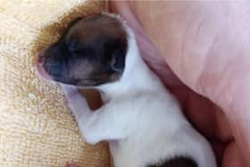 A tiny puppy with a cleft palate was ‘thrown from a car’ in Sunbury at just a few days old. Picture courtesy of the RSPCA