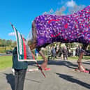 Watch as War Horse memorial gets purple poppy coat to remember fallen service animals