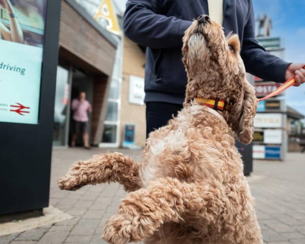 Dogs are now allowed to explore the inside of the building while on leads.