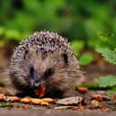 Animals including hedgehogs need a helping hand when the weather gets colder - Animal News Agency