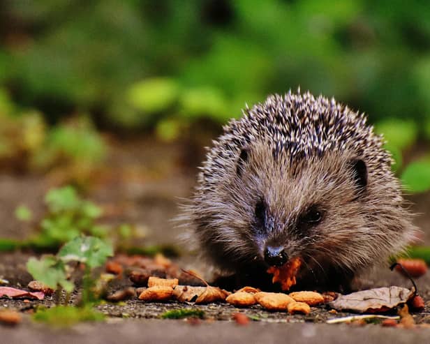 Animals including hedgehogs need a helping hand when the weather gets colder - Animal News Agency