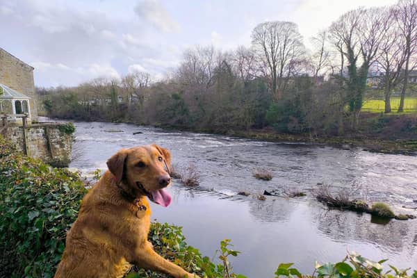 Spring can present a number of hazards for our dogs - Animal News Agency